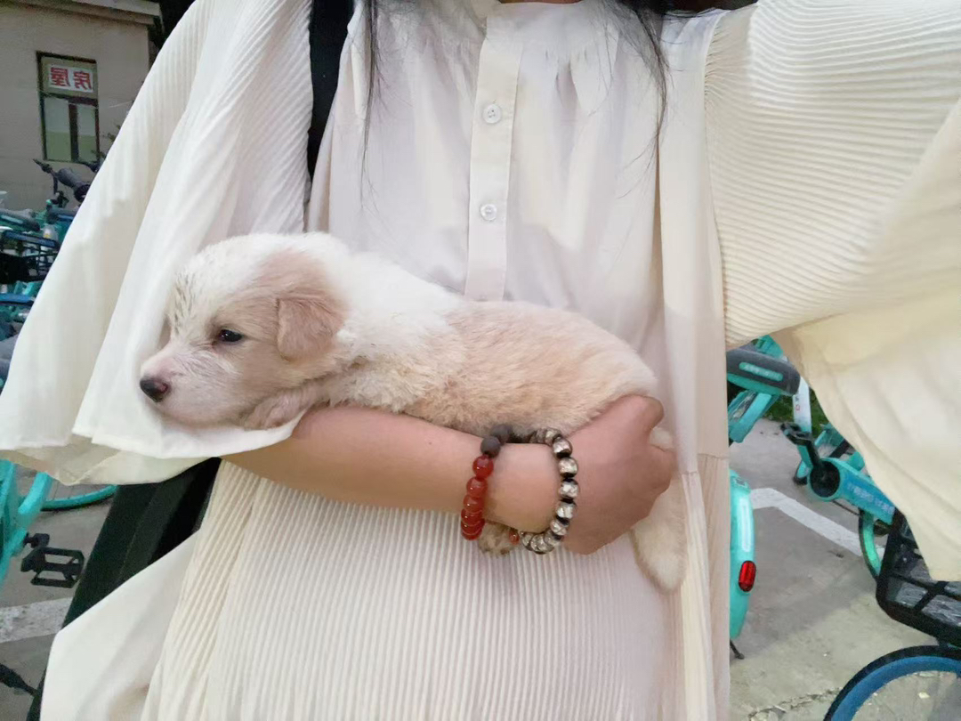 北京家养金边牧幼犬找新家