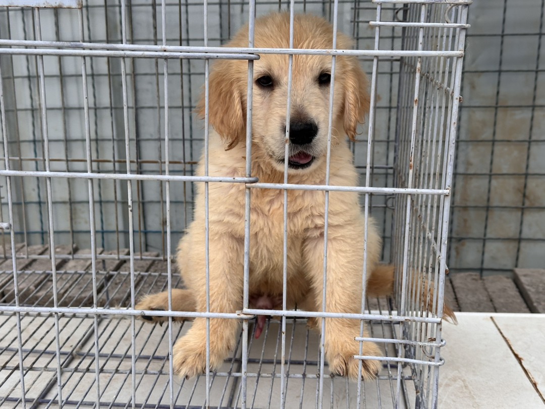 金毛幼犬，软萌可爱，性格温顺，陪伴家人的暖心萌宠