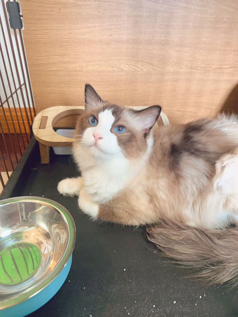 布偶猫