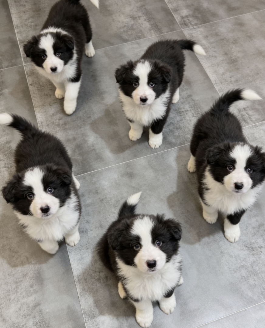 边境牧羊犬