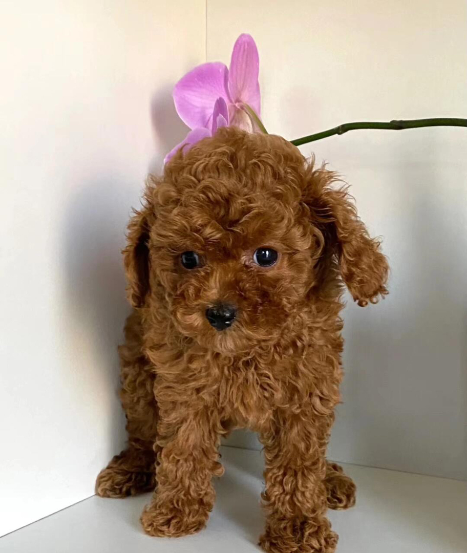 可爱泰迪犬,棕色卷毛萌翻天,小巧玲珑超惹人爱