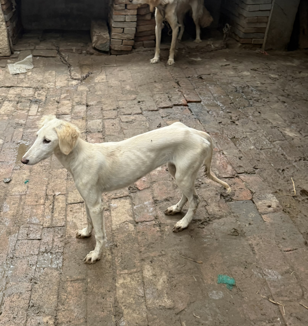 山东细犬,6个月,疫苗齐全喜欢带走