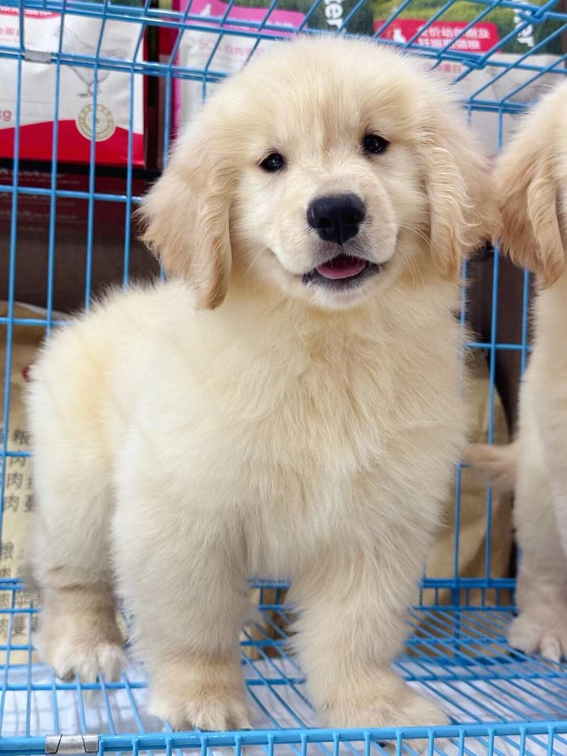 金毛幼犬公母都有，繁育场直销