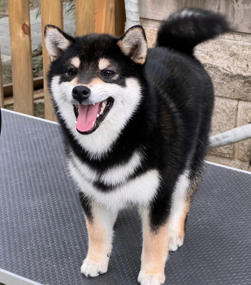 双血统黑色柴犬