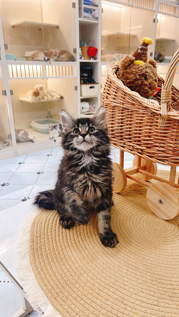 缅因猫幼崽,虎斑花纹毛绒浓密,活泼灵动,霸气可爱适配陪伴