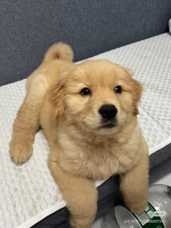 金毛幼犬，颜值超高超可爱，温顺乖巧惹人爱