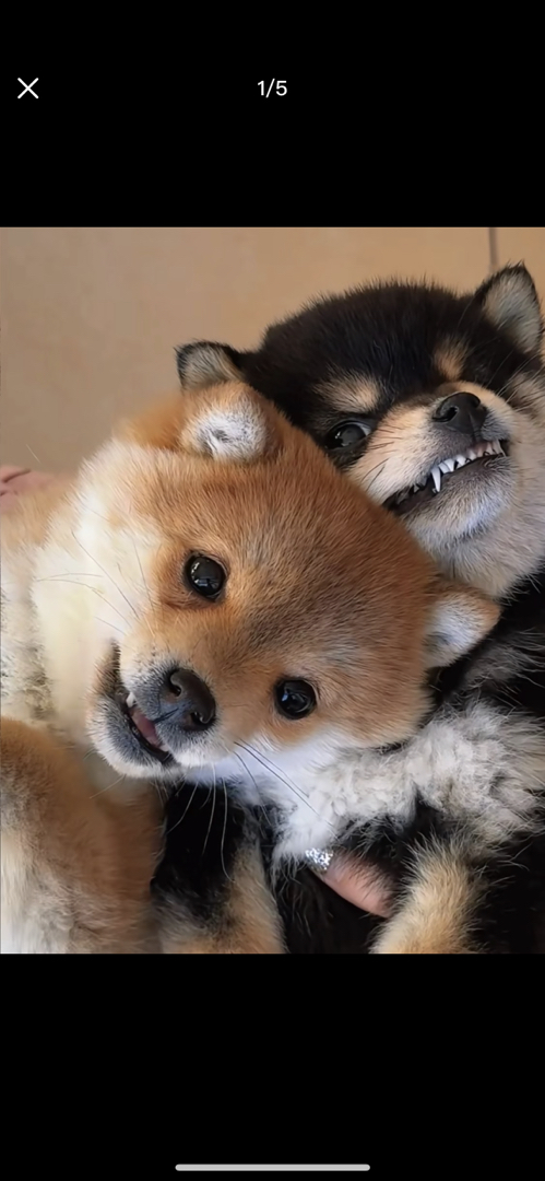 日本柴犬❤️平台推荐