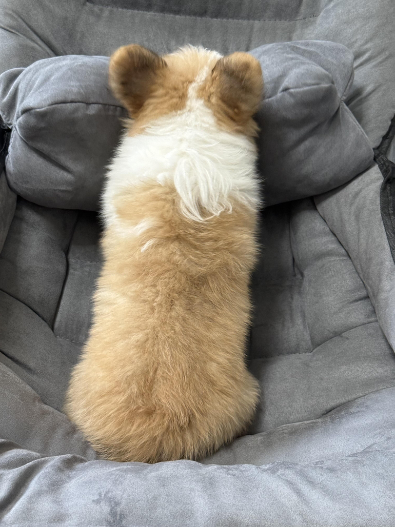 可爱柯基幼犬，短腿长毛颜值高，性格温顺乖巧惹人爱