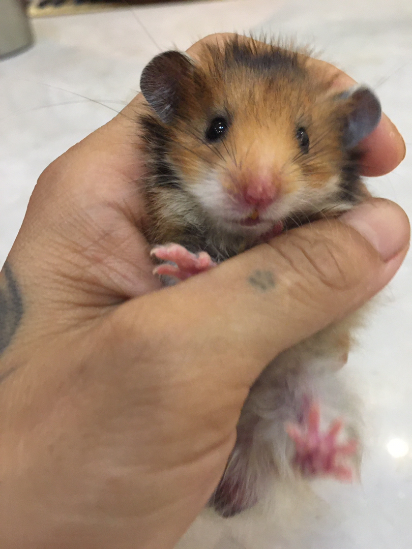 自家养长毛虎纹,可爱亲人、