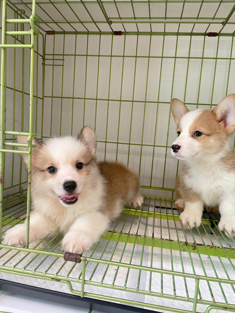 可爱柯基幼犬,短腿萌态十足,性格温顺,居家好伴侣