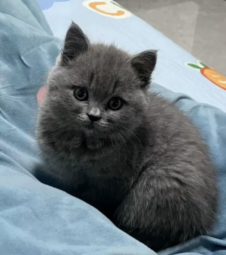 蓝猫已打疫苗驱虫保障终身售后。金渐层布偶银渐层金吉拉暹罗蓝猫银点暹罗猫