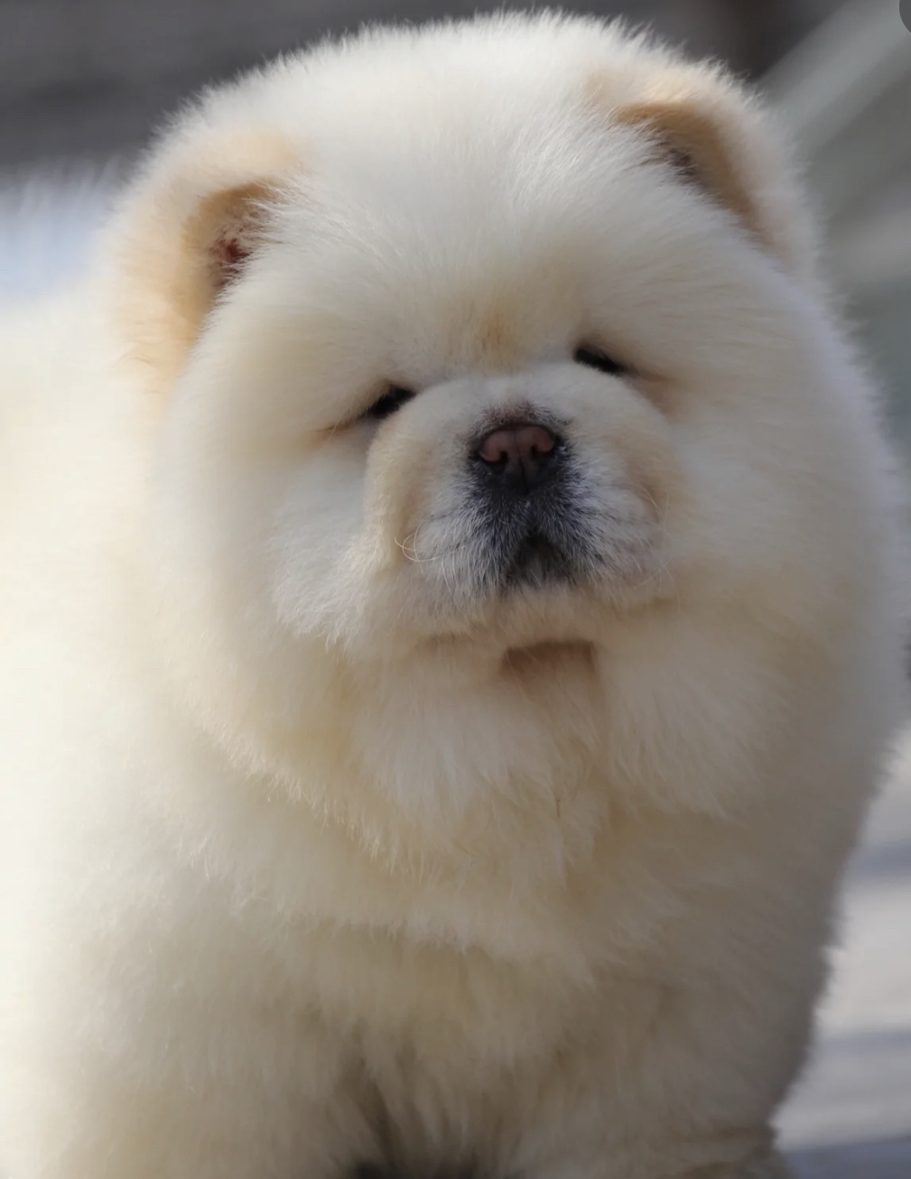 双血统松狮犬❤️带证书芯片