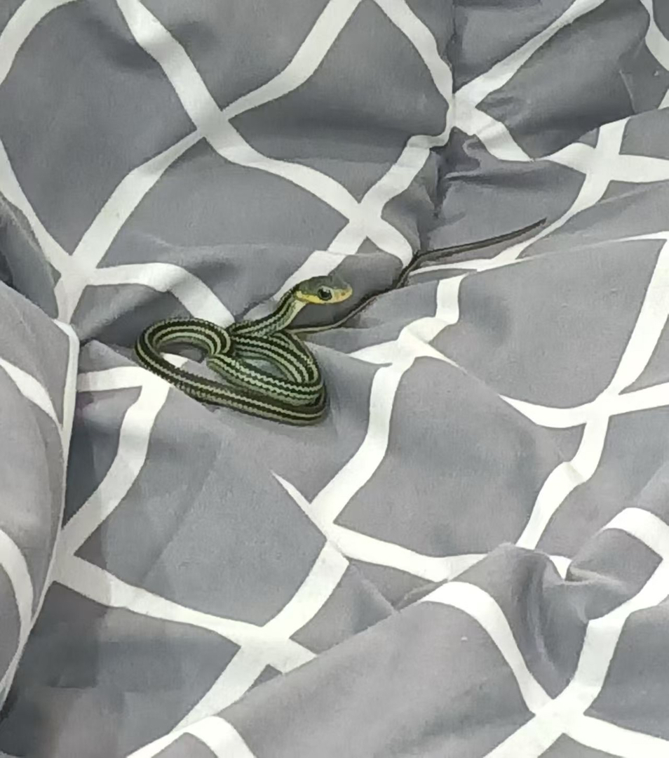 黑乌梢疫苗已打运输包活