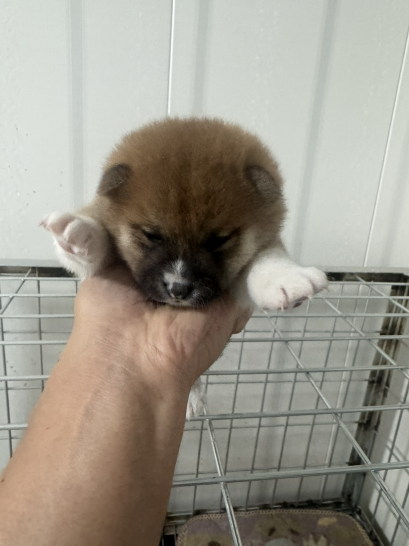 日本豆柴犬体型够小