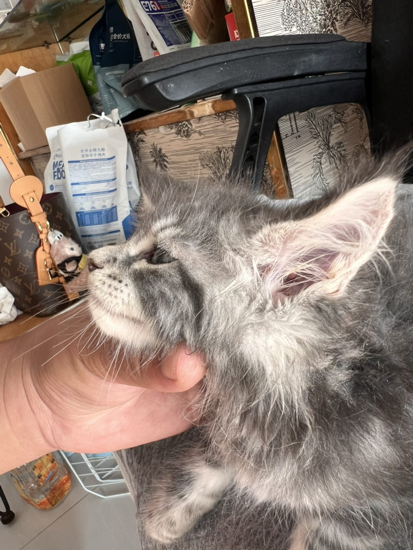 缅因猫幼崽(温柔巨人),灰毛蓬松耳饰毛灵动,软萌可爱,家庭伴侣佳选