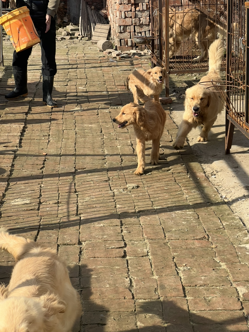 双血金毛，3个多月