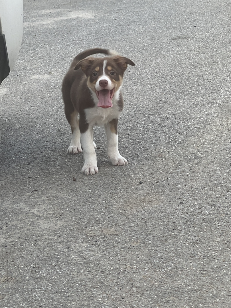 短毛边牧工作犬