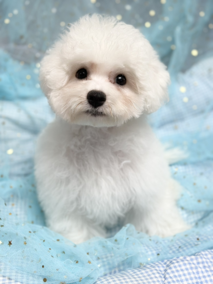 比熊幼犬找个爱它的家，温暖小狗