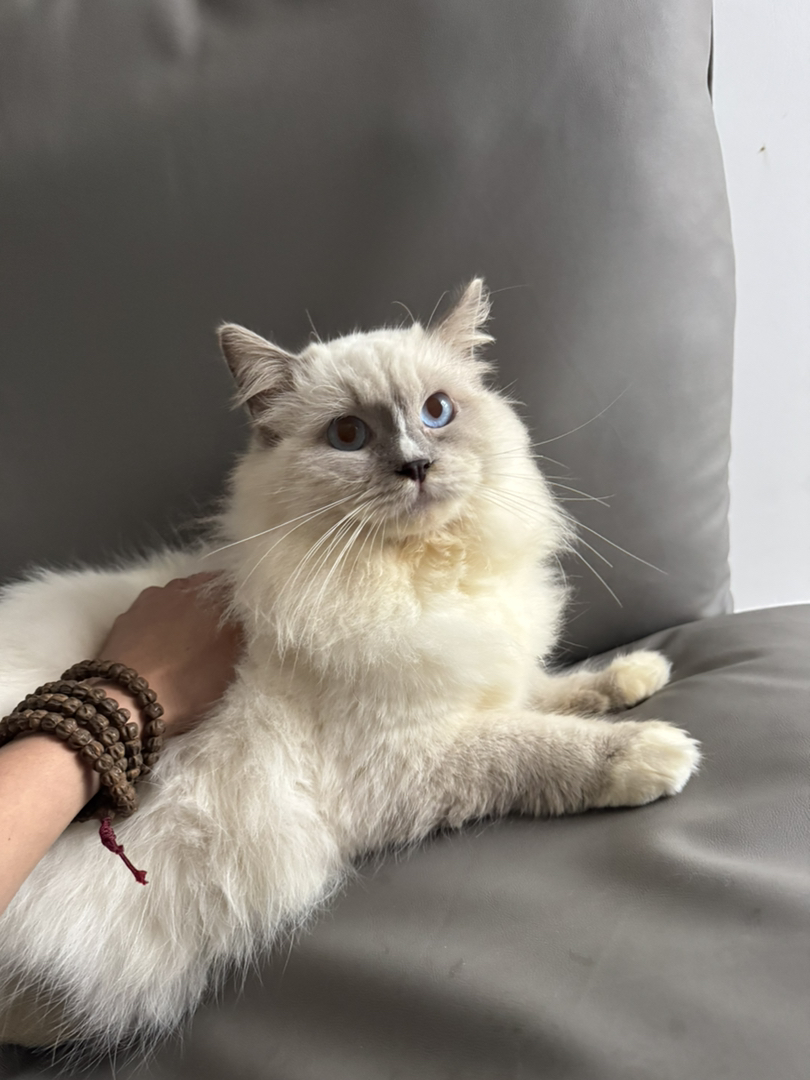 重点色布偶猫  大胖子巨肥   现有14斤  蓝眼睛五粉满背无病无藓