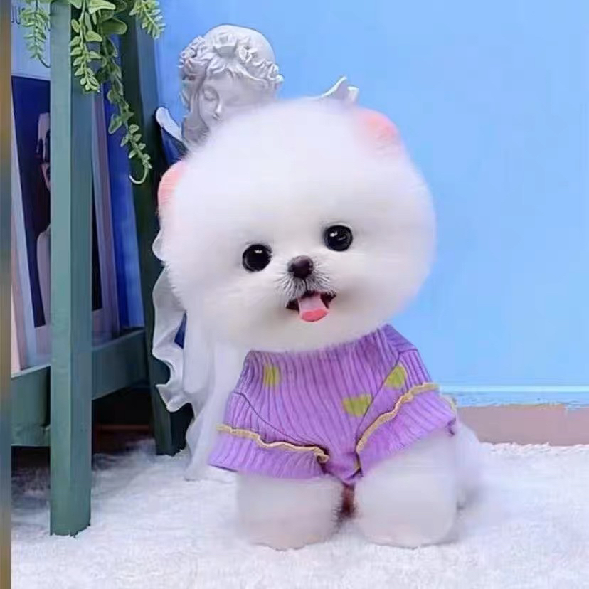 哈多利博美俊介宝宝。多又多