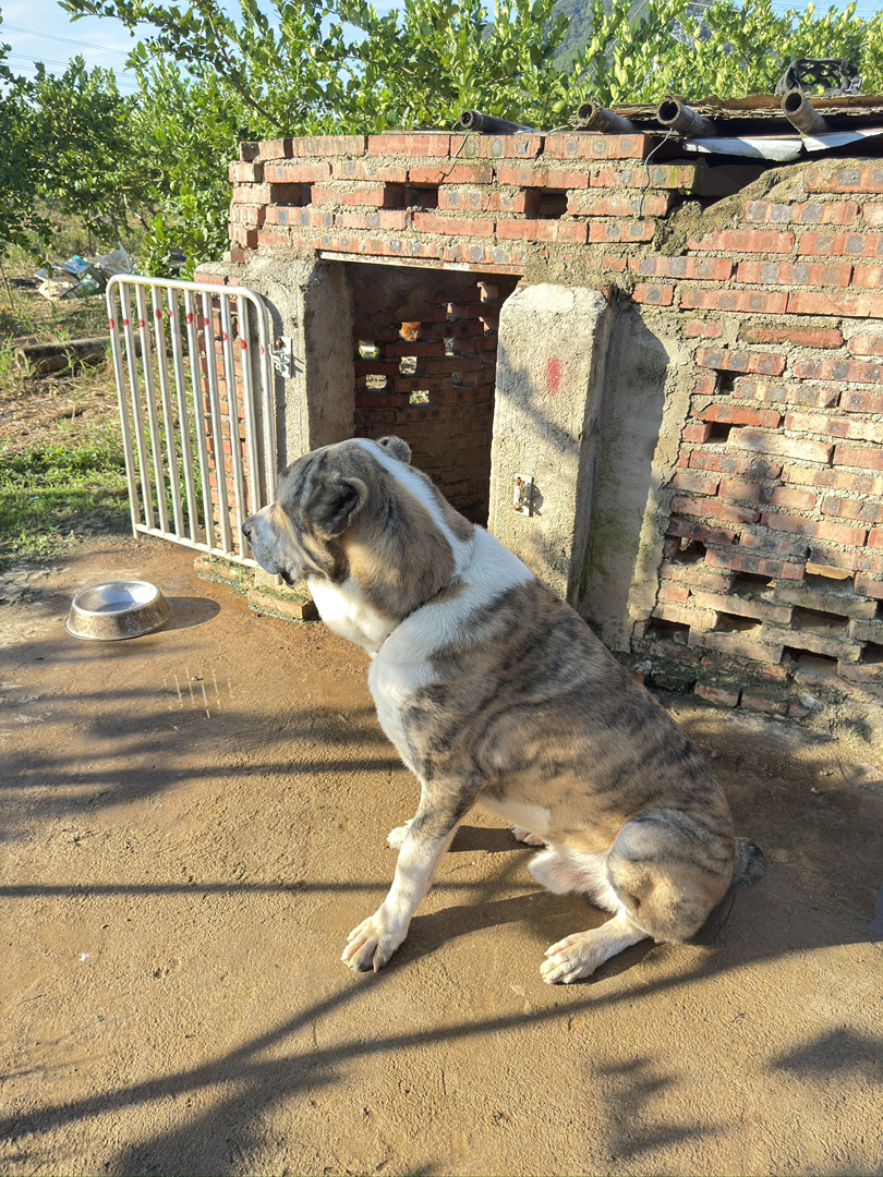 中亚牧羊犬