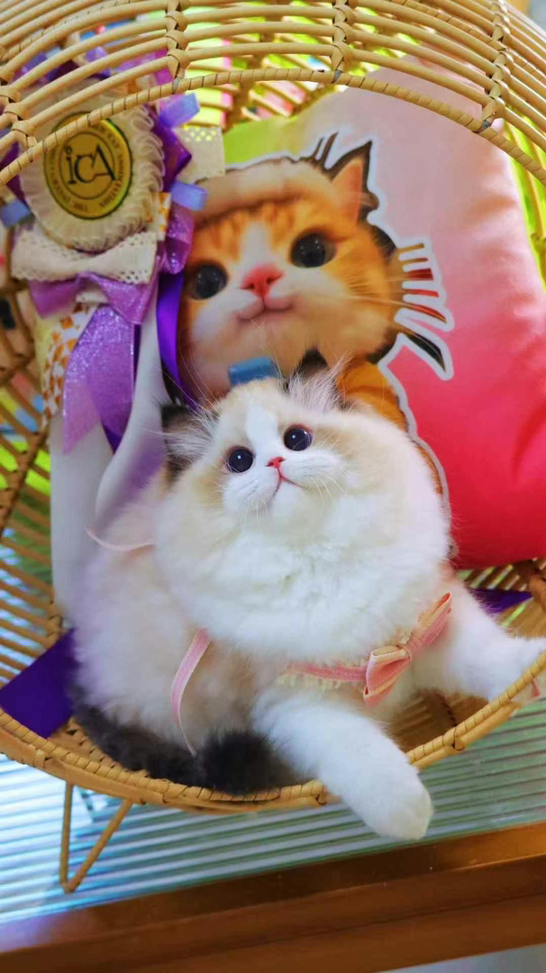 布偶猫,颜值超高的仙女猫,毛发柔软,性格温顺乖巧