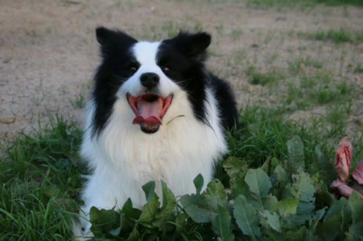 边境牧羊犬幼犬,黑白蓬松毛发,聪明活泼,高智商易训练,家庭陪伴佳选