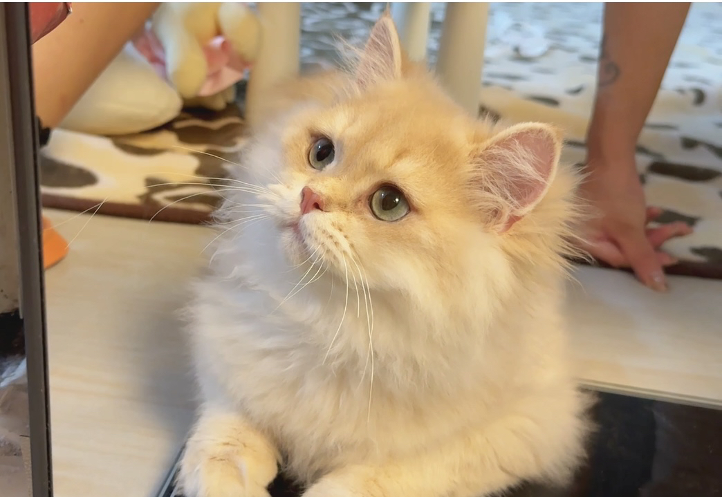 精品10月龄紫金渐层待领 疫苗齐全 无病无癣