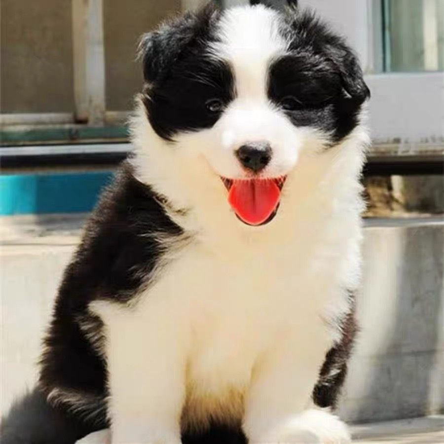 双血统边牧❤️带证书芯片