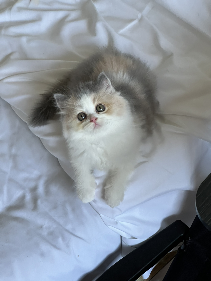 米努特猫 幼崽蹲新家 大爆毛甜美可爱