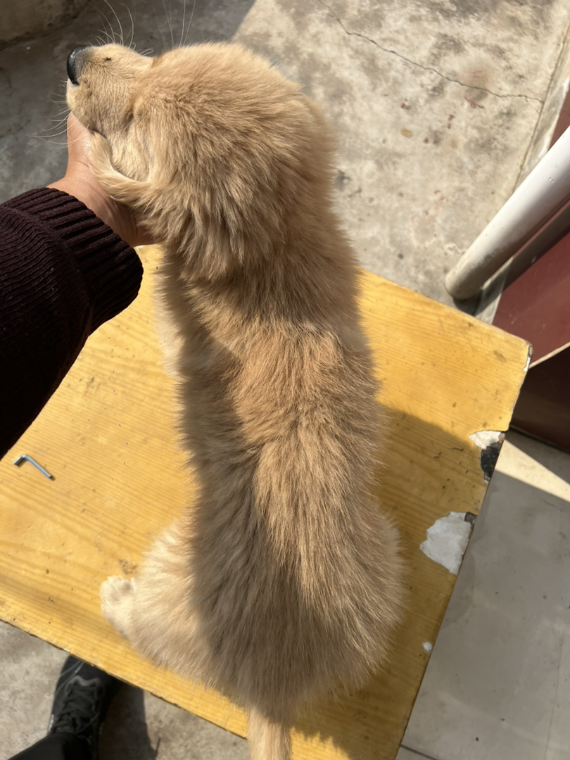 金毛双血浅色系