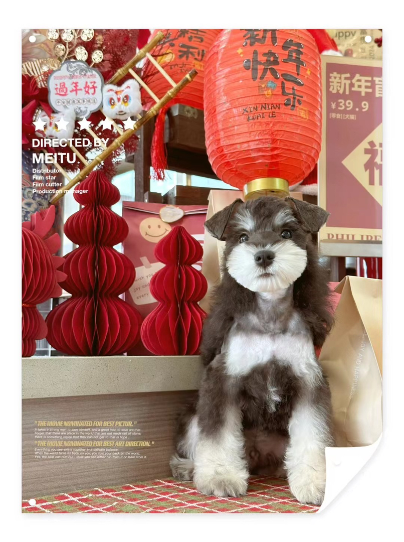 新年福利米其耳雪纳瑞疫苗齐全4个月