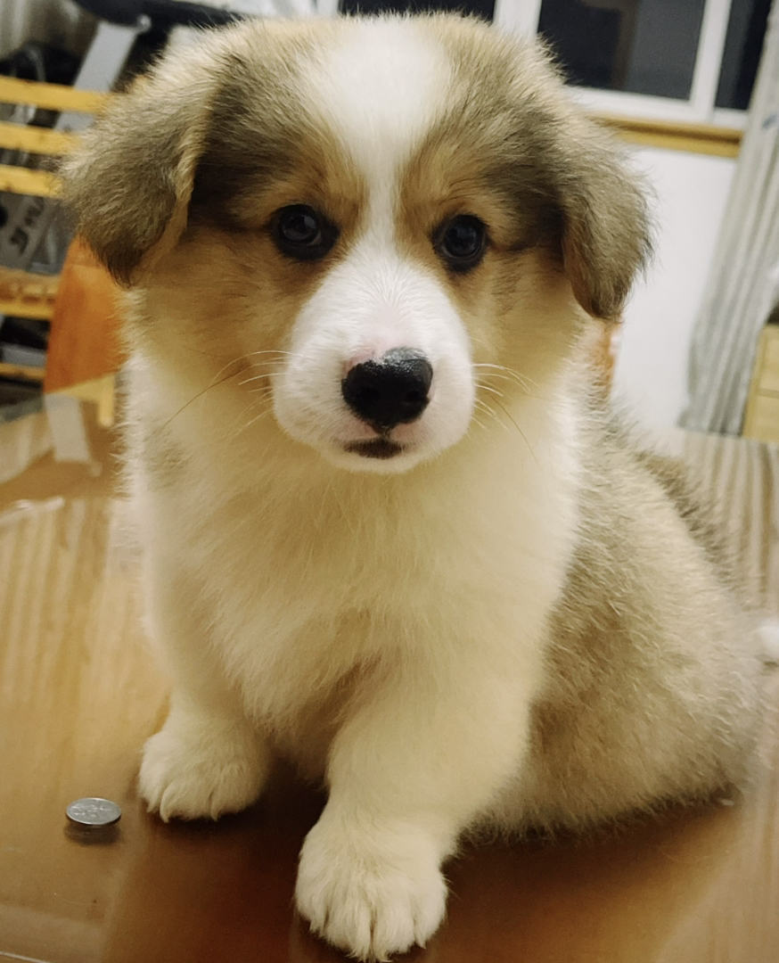 双血统可爱柯基幼犬，颜值高性格好，萌宠界的小短腿