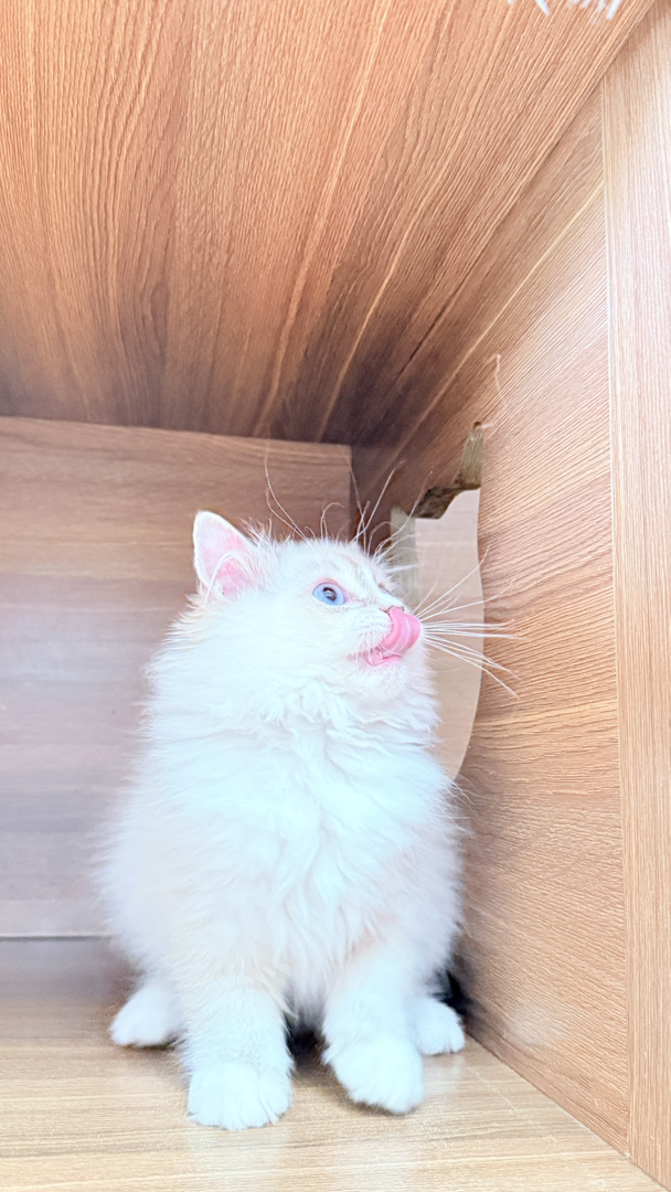 重点色仙女猫,长毛蓬松蓝眼,温顺可爱,家庭陪伴高颜值萌宠