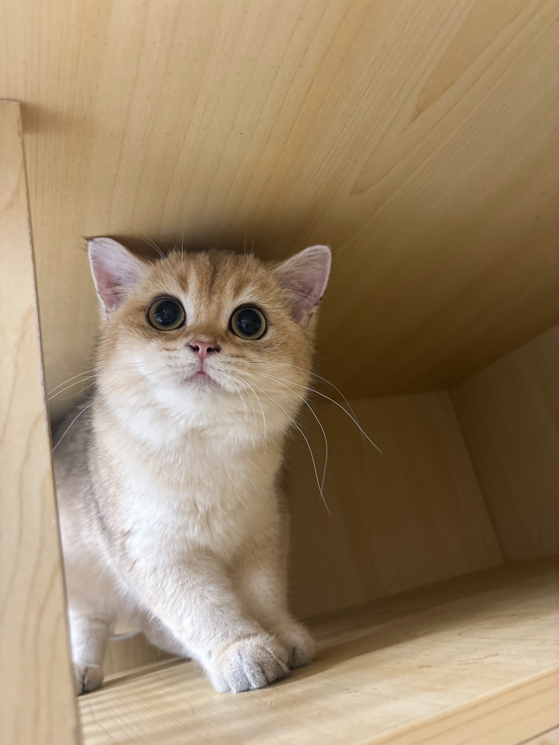 可爱金渐层猫咪,大眼萌爪,颜值超高,温顺亲人超治愈
