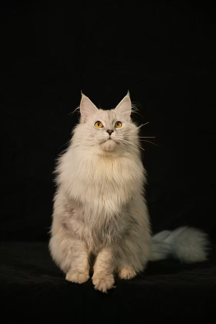 阴影色会配刚好一岁