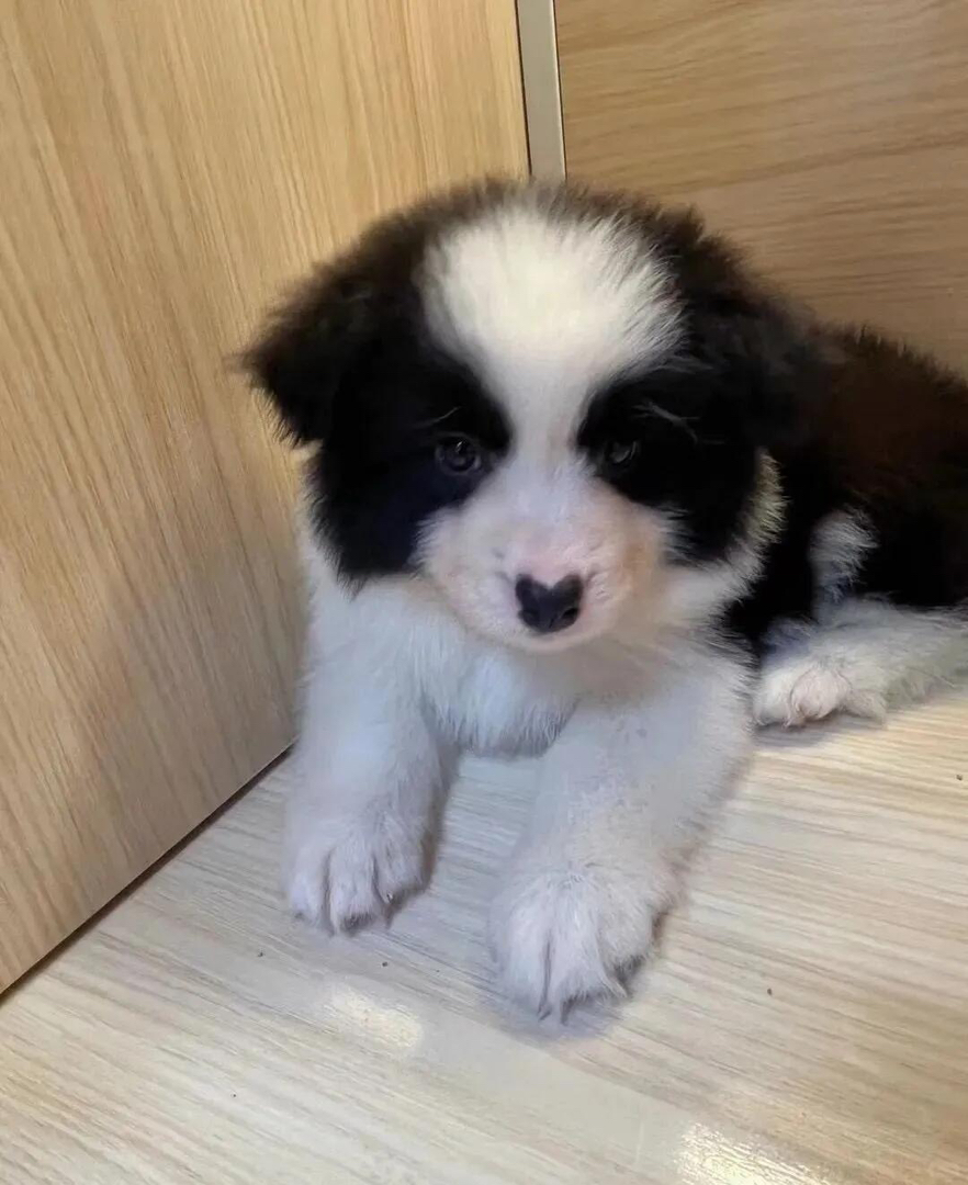 黑白相间边境牧羊犬，聪明伶俐，颜值高的绝佳宠物