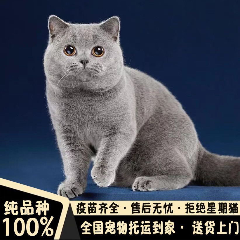 高端超级大胖脸包子脸蓝猫❤️平台推荐