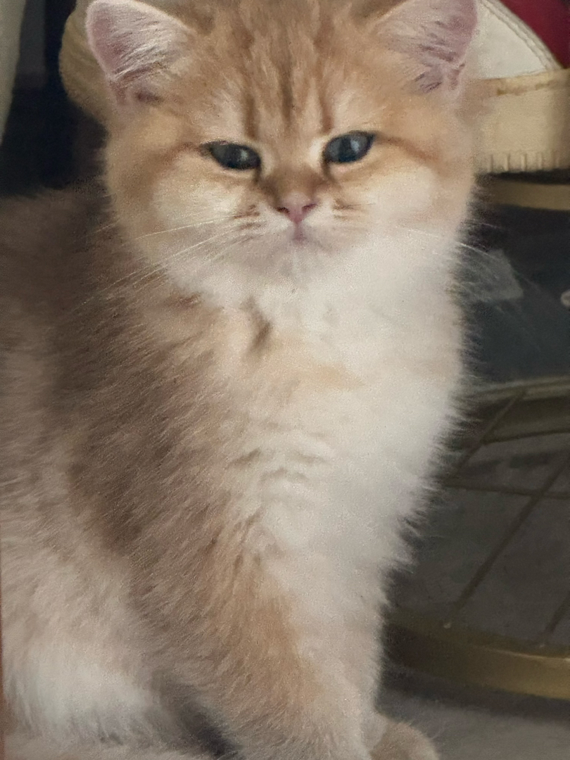 小宝贝找新家～