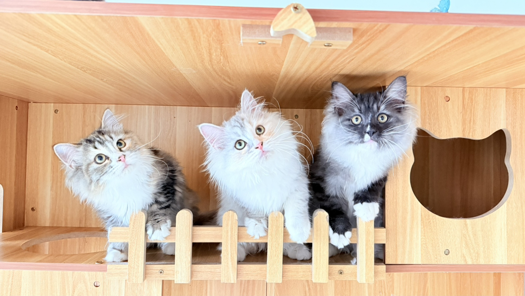 价格可以小刀。处于尴尬期，长开后更好看