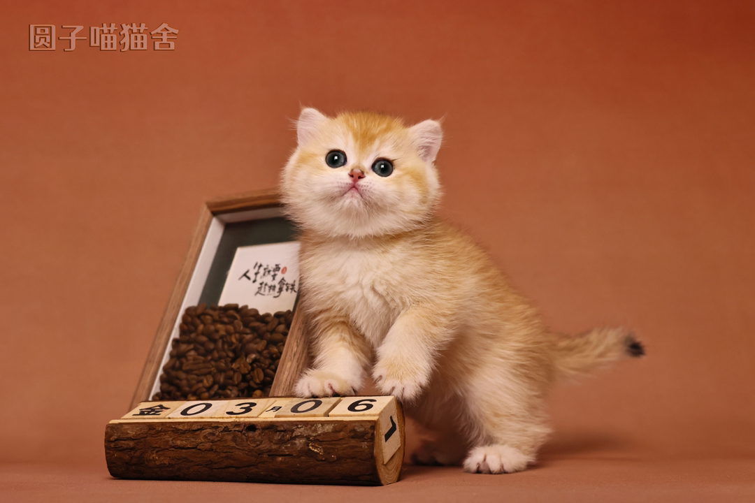 金渐层妹妹