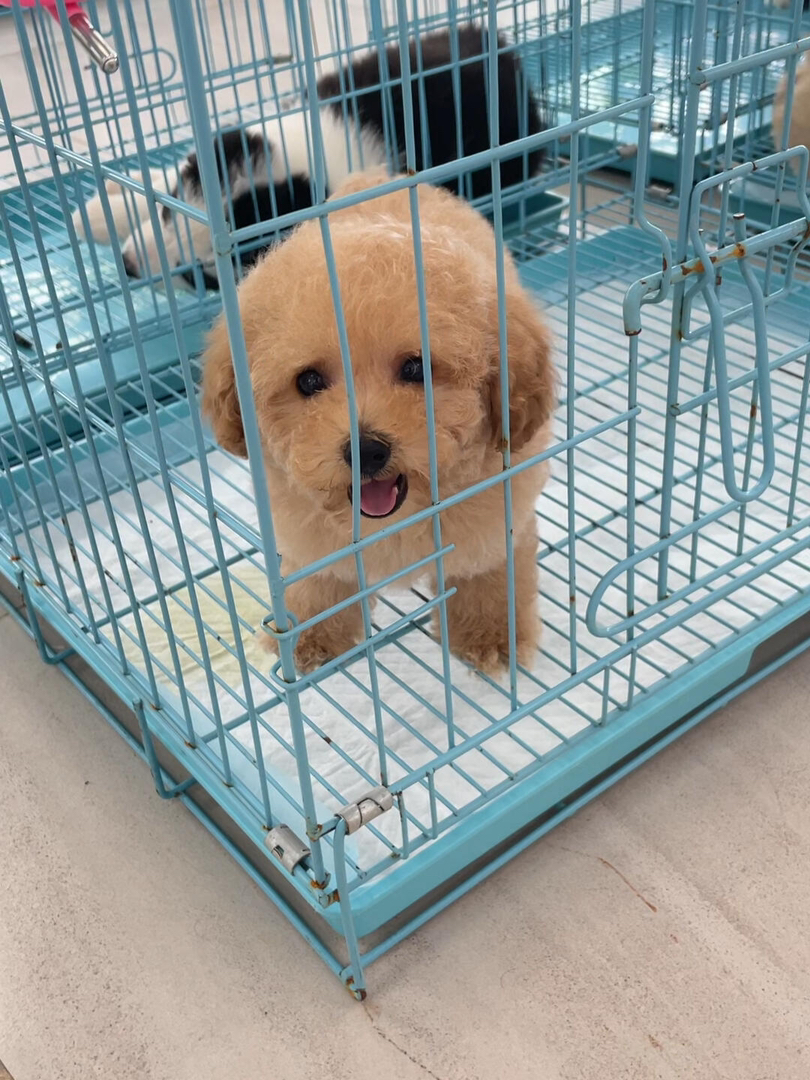 可爱泰迪犬，小巧玲珑，毛发蓬松，相伴生活的暖心萌宠