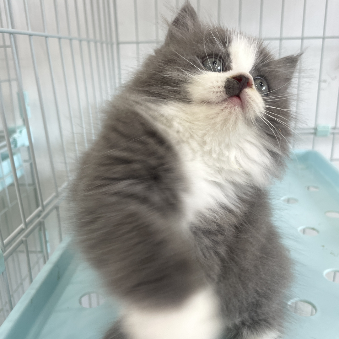 蓝白长毛 性格很好 胆子大 是大家口中的小狗猫