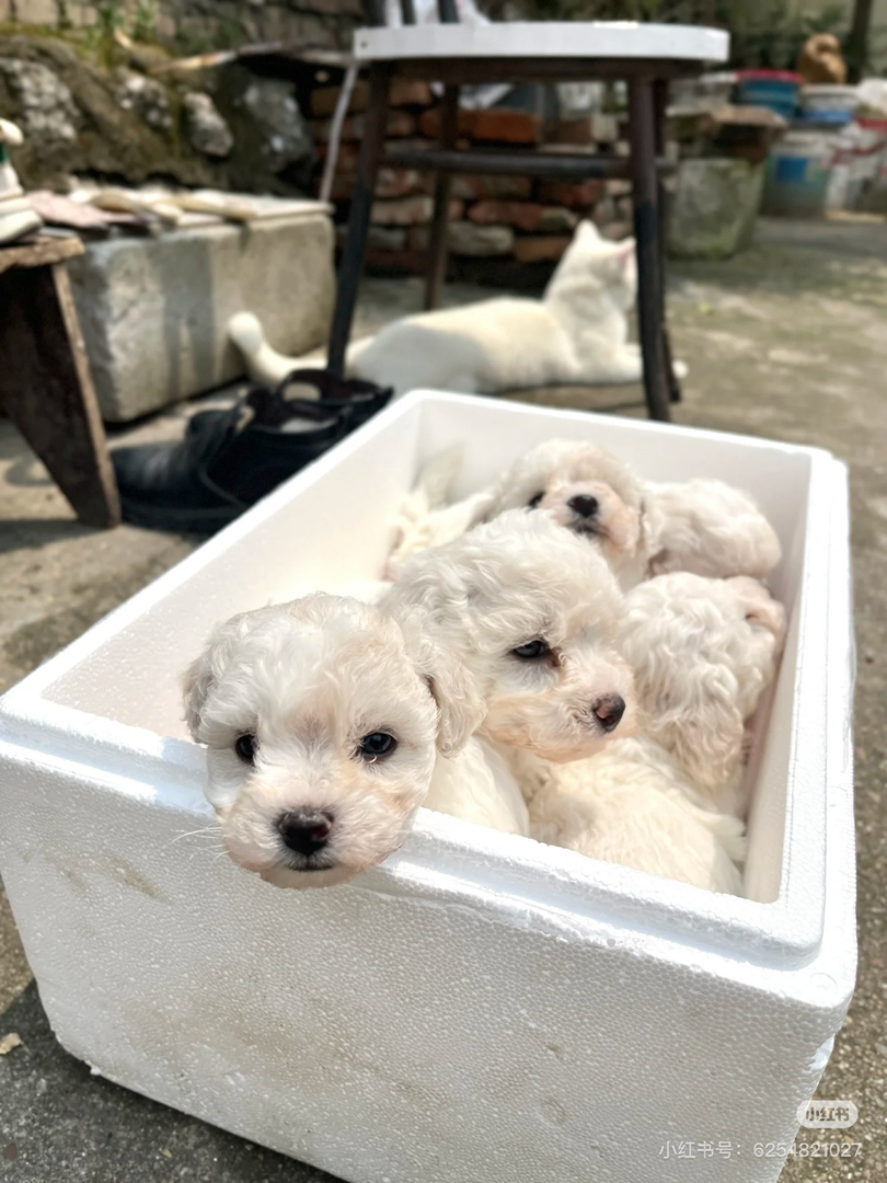 可爱比熊犬幼犬,圆眼卷毛萌翻天,陪伴好伙伴