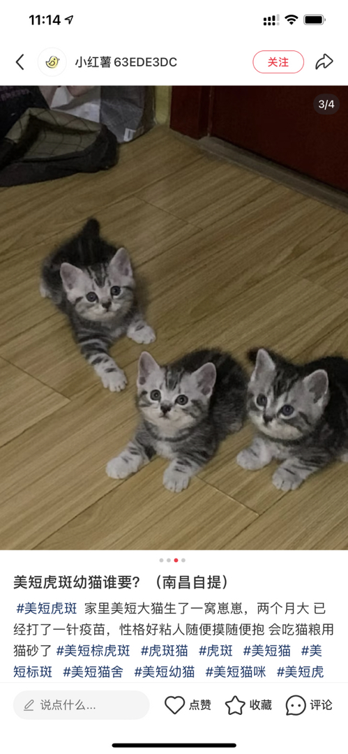 美国短毛猫幼崽,颜值高性格好,活泼可爱的贴心萌宠