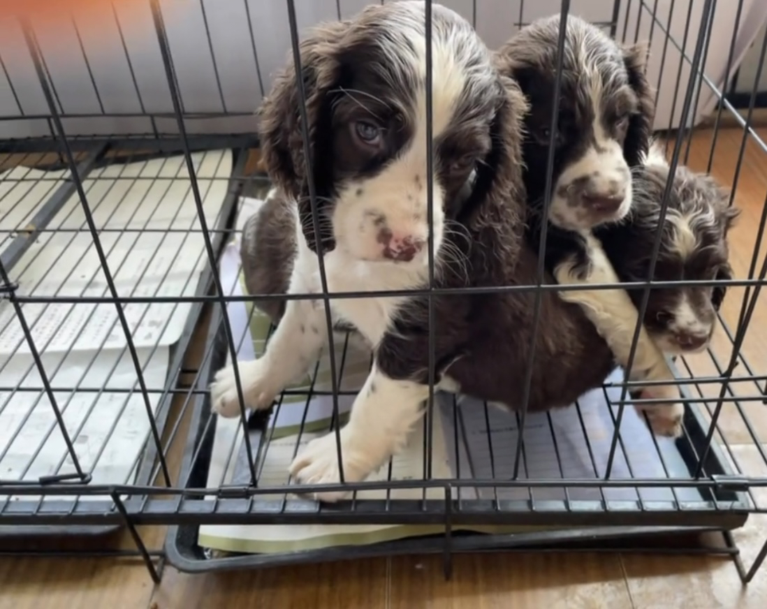 纯种史宾格幼犬 3个月左右 三针疫苗以打齐