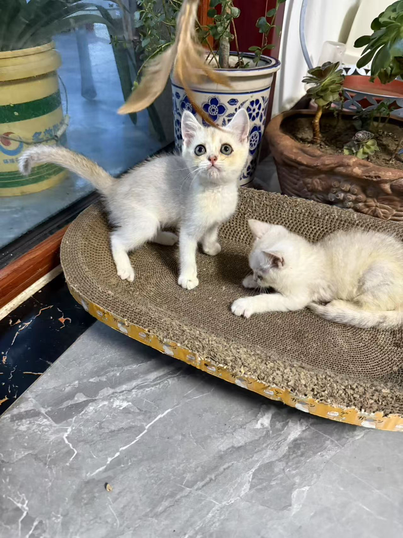 银渐层猫咪，颜值爆表，性格温顺，萌宠界的人气王