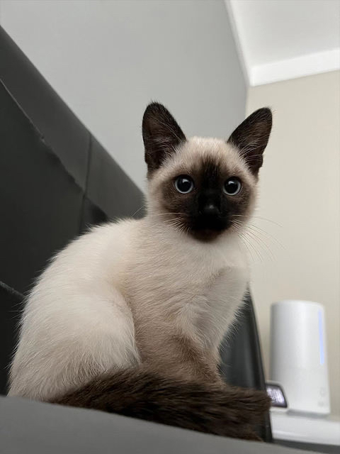 暹罗猫幼崽，颜值高性格粘人，养宠首选