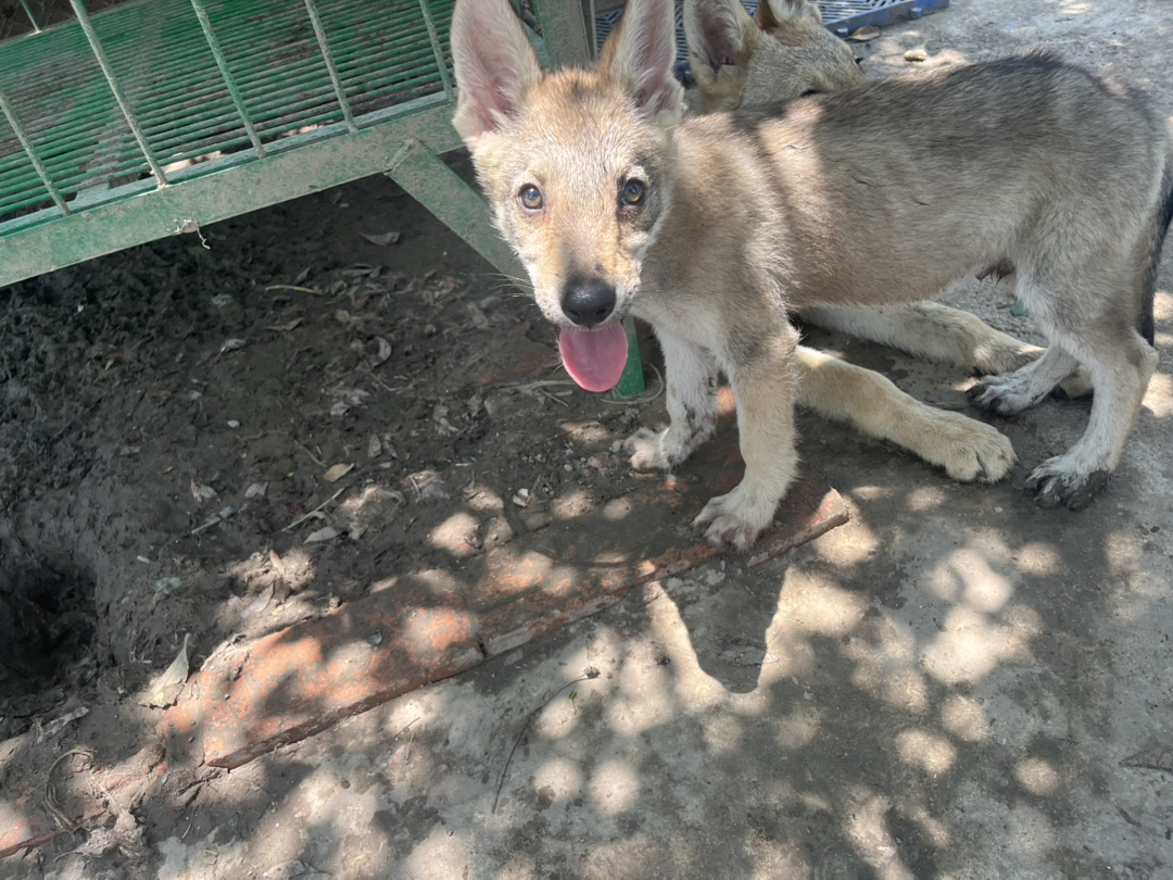 cku冠军直子 捷克狼幼犬出售
