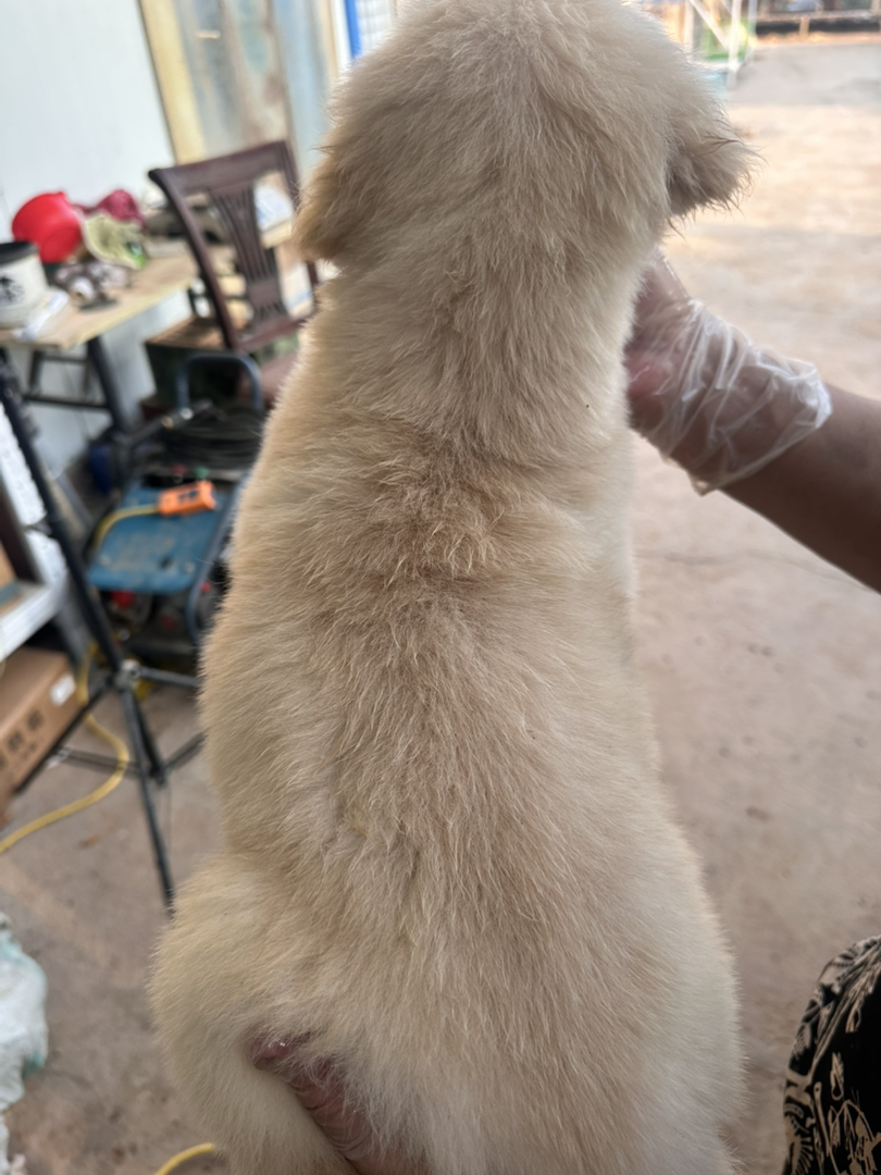 金毛幼犬，可爱活泼，性格温顺，适合家庭养殖
